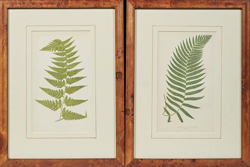 C. E. Faxon, "Davalla Majuscula," and "Asplenia Decurtatum," 19th c., pair of colored fern prints presented in burled wooden 