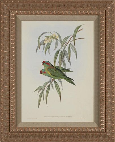 J. Gould and H.C. Richter, "Trichoglossus Conconnus," 20th c., green parrot print, presented in a gilt accented relief gesso 