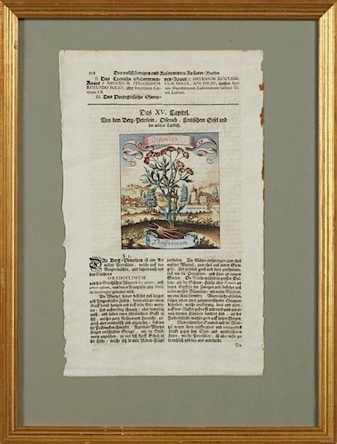 "Fragaria," and "Oro Selinum," pair of colored pages from "Des Vollstandigen und Reformierter Krauter Buchs," 17th c., presen