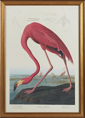John James Audubon (1785-1851), "American Flamingo," No. 87, Plate 431, Amsterdam edition, presented in a wide gilt frame, H.
