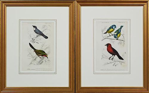 After Ed Travies (1809-1869), "Passereaux," and "Passereaux Dentirostres," early 20th c., two hand colored bird prints, from 