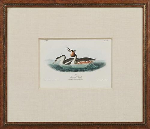 John James Audubon (1785-1851), "Crested Grebe," 1842, No. 96, Plate 479, octavo edition, presented in a burled and gilt fram