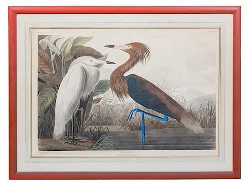 AUDUBON, John James (1785-1851) Purple Heron (Plate CCLVI) Ardea Rufescens
