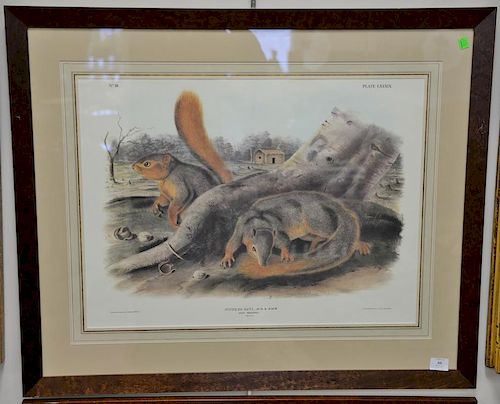 After John James Audubon, print Sciurus Sayi Aud and Bach Says Squirrel, sight size 20" x 26 1/2".  Provenance: Property from