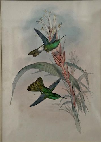 John Gould, hand colored lithograph, Hummingbird, sight size 17 1/2" x 12".  Provenance: Property from the Credit Suisse Amer