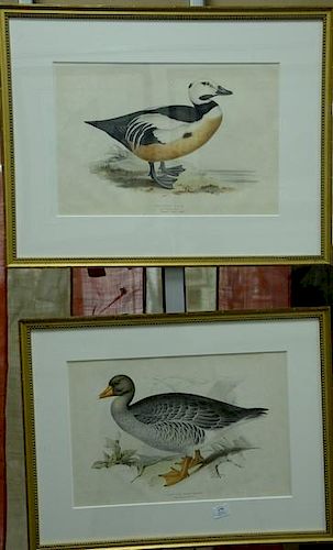 Two colored prints to include "Grey Lag Wild Goose" Anser Palustris and "Western Dude" Anas Dispar, both professionally matte