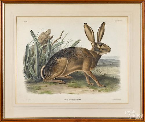 John James Audubon color lithograph