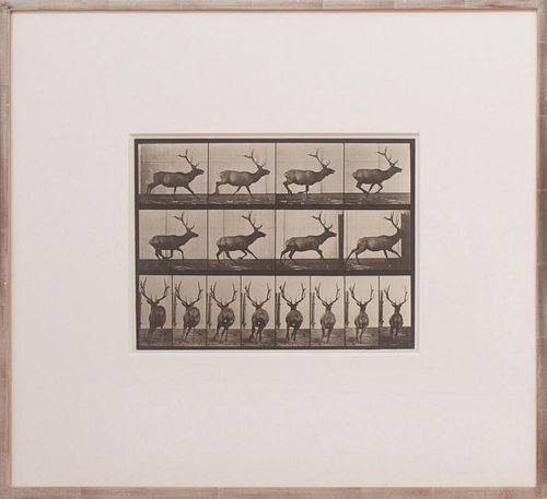 EADWEARD MUYBRIDGE (1830-1904): ANIMAL LOCOMOTION, PLATE 633; AND ANIMAL LOCOMOTION PLATE 675