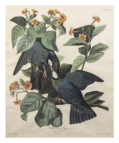 (AUDUBON, JOHN JAMES, after) HAVELL, ROBERT. White-crowned Pigeon, Columba Leucocephala. Plate CLXXVII, no. 36. Engraving...1833