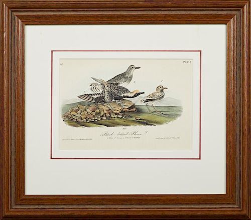 John James Audubon (1785-1815), "Black-bellied Plover," No. 63, Plate 315, 1840, Octavo first edition, presented in a mahogan