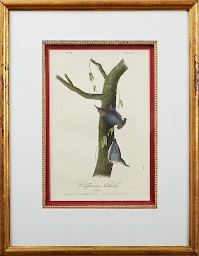 John James Audubon (1785-1815), "Californian Nuthatch" No. 50, Plate 250, 1840, Octavo first edition, presented in a gilt fra