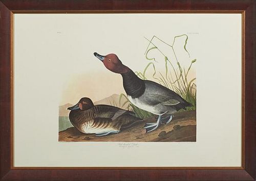 John James Audubon (1783-1851), "Red-Headed Duck," No. 65, Plate 322, Princeton Edition, presented in a wide mahogany frame, 