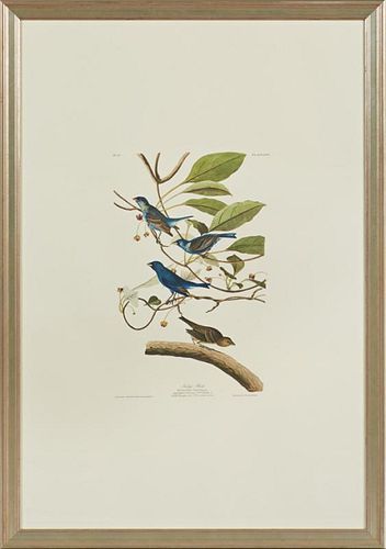 John James Audubon (1785-1851), "Indigo Bird," No. 15 in., Plate 74, Amsterdam edition, presented in a silvered frame, H.- 39