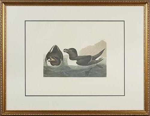 John James Audubon (1785-1851), "Razor Bill," No. 43, Plate 214, 20th c., presented in a gilt and gesso frame, H.- 21 in., W.