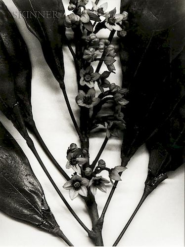 Christopher Williams (American, b. 1956) Togo (Blauschka Model 439, 1894. Genus no. 5081. Family, Sterculiaceae. Colla acumin