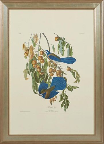 John James Audubon (1785-1851), "Florida Jay," No. 18, Plate 87, Amsterdam edition presented in a wide silvered frame, H.- 39