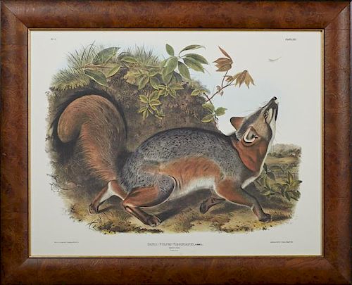 John James Audubon (1785-1851), "Grey Fox," No. 5, Plate 21, 20th c., from his quadruped series, presented in a burled walnut
