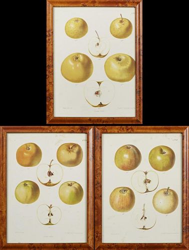 After Samuel Berghuis, "Yellow Apples," early 20th c., three chromolithographs, presented in burled frames, H.- 11 3/4 in., W