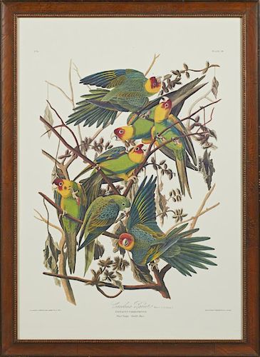 John James Audubon (1785-1851), "Carolina Parrot," No. 6, Place 26, Amsterdam edition, presented in a walnut frame with a gil