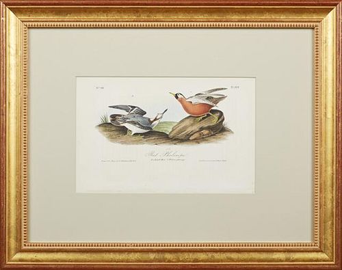 John James Audubon (1785-1815), "Red Phalarope," No. 68, Plate 339, 1840, Octavo first edition, presented in a gilt frame wit