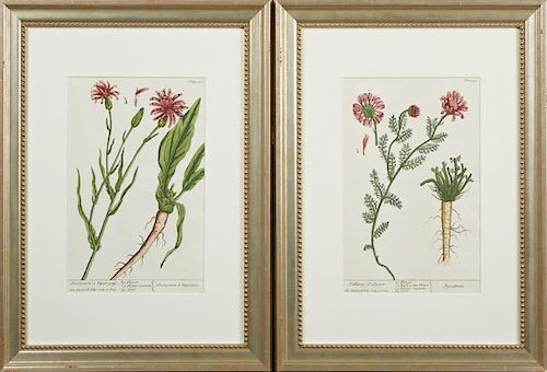 Elizabeth Blackwell (1710-1774), "Pellitory of Spain," Plate 390, and "Scorzonera or Vipers-Grass," Plate 406, hand colored p