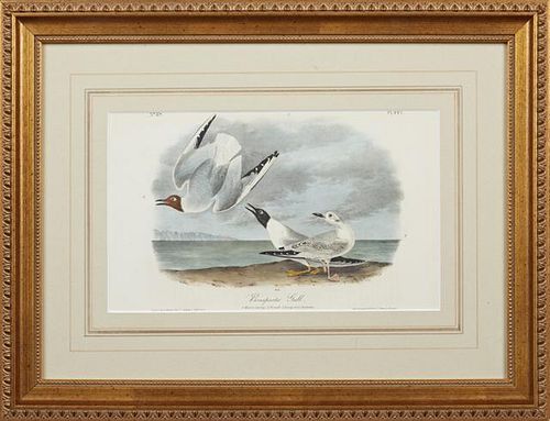 John James Audubon (1785-1815), "Bonaparte's Gull," No. 89, Plate 442, 1840, Octavo first edition, presented in a gilt frame 