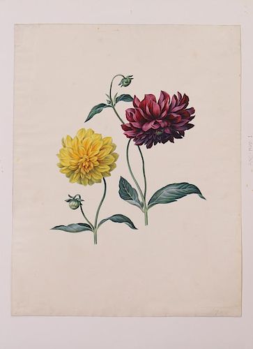 MARIA MARGRITA VAN OS (1779-1862): DAHLIAS
