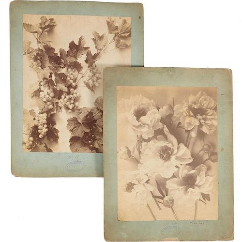 Scheidecker, two botanical photographs