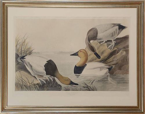 After John James Audubon (1785-1851): Canvas Backed Duck, From Birds of America
