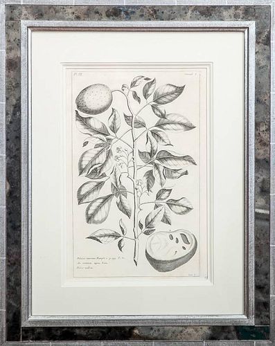 Continental School: Group of Six Botanical Engravings