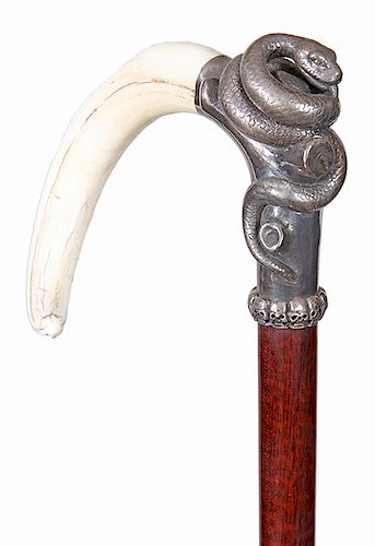 100. Boar’s Tusk/Snake Cane- 20th Century- A beautiful design of a perfect boar’s tusk with a sterling mount of a snake coiled up ready to strike, orn