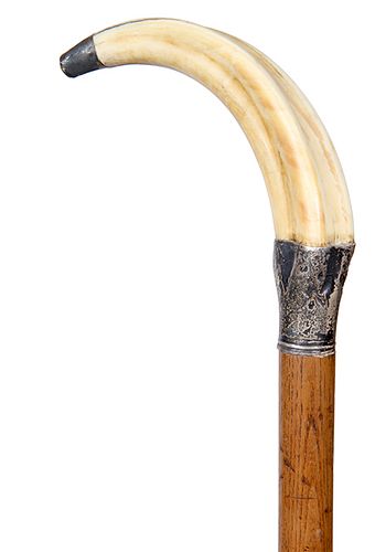135. Wild Boar Trophy Cane- Ca. 1900- A large trophy boar’s tusk with a silver metal endcap, fluted handmade silver collar, American oak shaft and a h