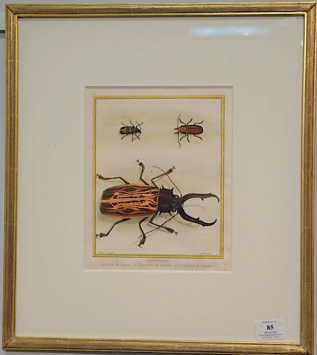 Francois Nicolas Martinet (1731-1804), hand colored engraving of a beetle "Capricornes", marked lower left: dessine et grave, marked...