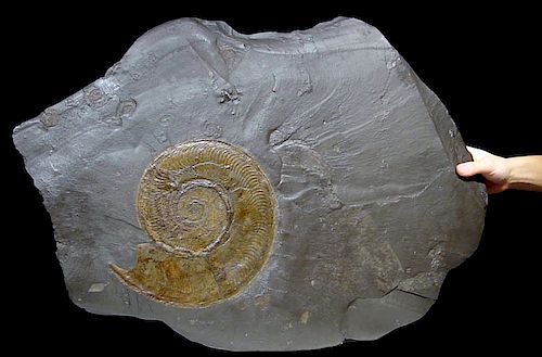 Jurassic Harpoceras Ammonite Fossil On Black Shale