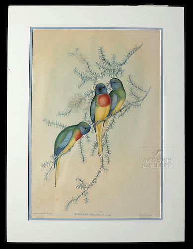 Gould & Richter "Birds of Australia" Lithograph, 1840s