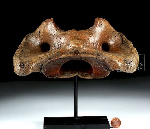 Ancient Fossilized Whale Cervical Vertebra