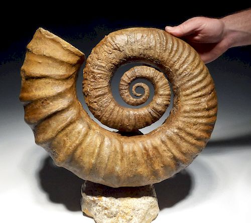 Rare Mesozoic Open Coil Heteromorph Ammonite Fossil