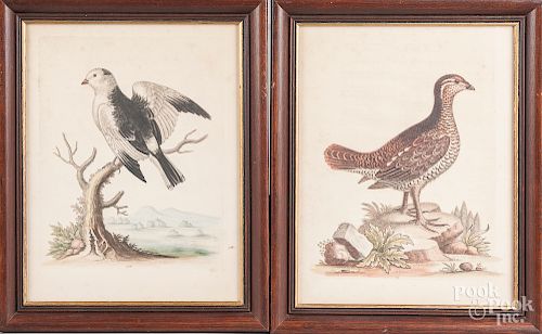 Pair of color bird engravings