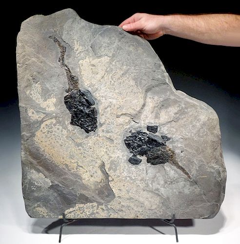 Multiple Devonian Coccosteus Armored Fish Fossil