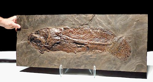 Enormous Eocene Mudfish Fossil from Messel Pit