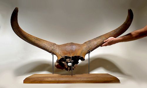 Giant Ice Age Aurochs Fossil Skull w/ Horn - Published