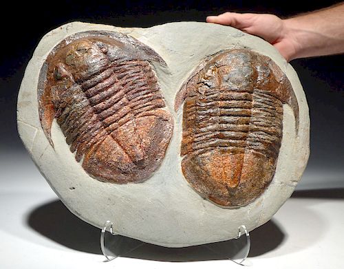 Large Ordovician Double Asaphid Trilobite Fossil