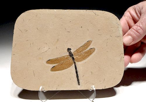 Rare & Large Cretaceous Dragonfly Fossil