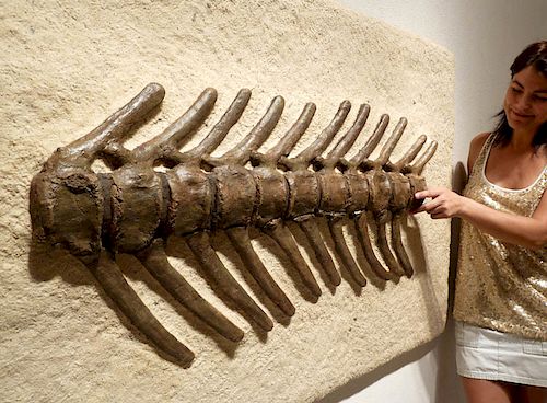Cretaceous Montana Hadrosaur Articulated Spine Fossil