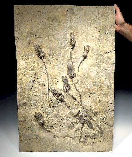 Large German Triassic Sea Lily Crinoid Fossil Display