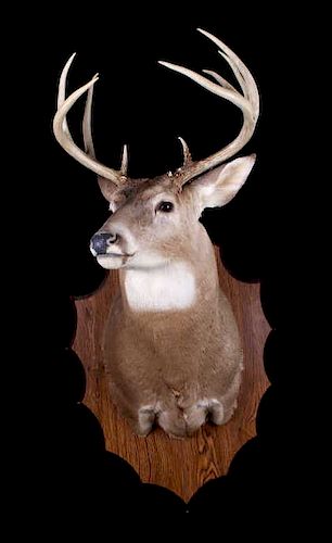 Montana Whitetail Deer Shoulder Trophy Mount