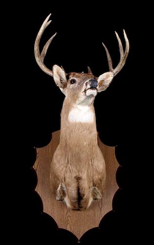 Montana Whitetail Deer Shoulder Mount