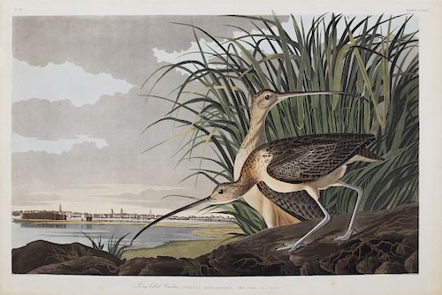 after John James Audubon (1785-1851), Long-billed Curlew