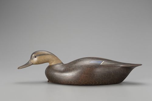 Swimming Black Duck, Ian McNair (b. 1981)