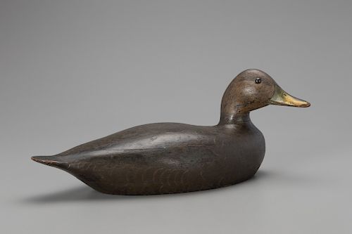 Turned-Head Black Duck, Charles Hart (1862-1960)